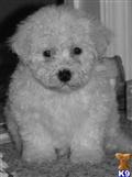Bichon Frise